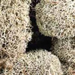 Zeige Details für Islandmoos natur Bild von Islandmoos natur